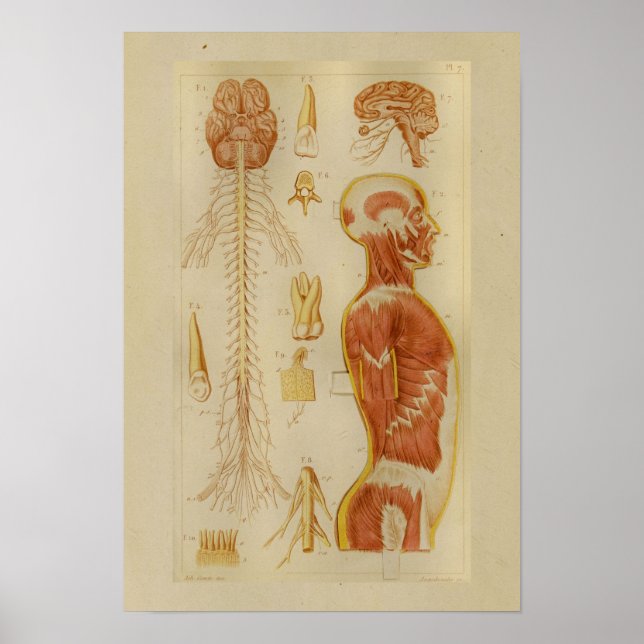 Vintage 1873 Muscles and Nerves Anatomy Print (Front)