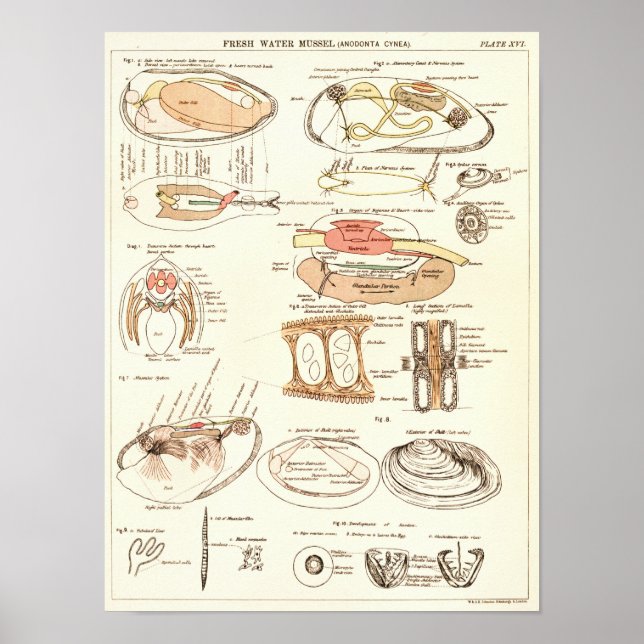 Vintage 1881 Freshwater Mussel Anatomy Print (Front)