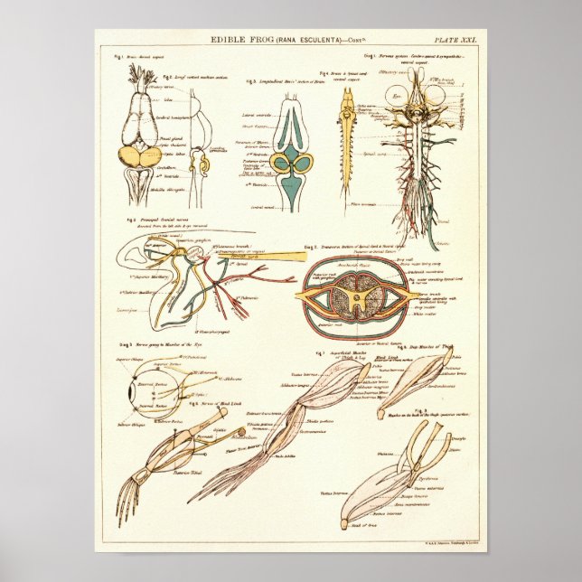 Vintage 1881 Frog Biology Anatomy Print (Front)