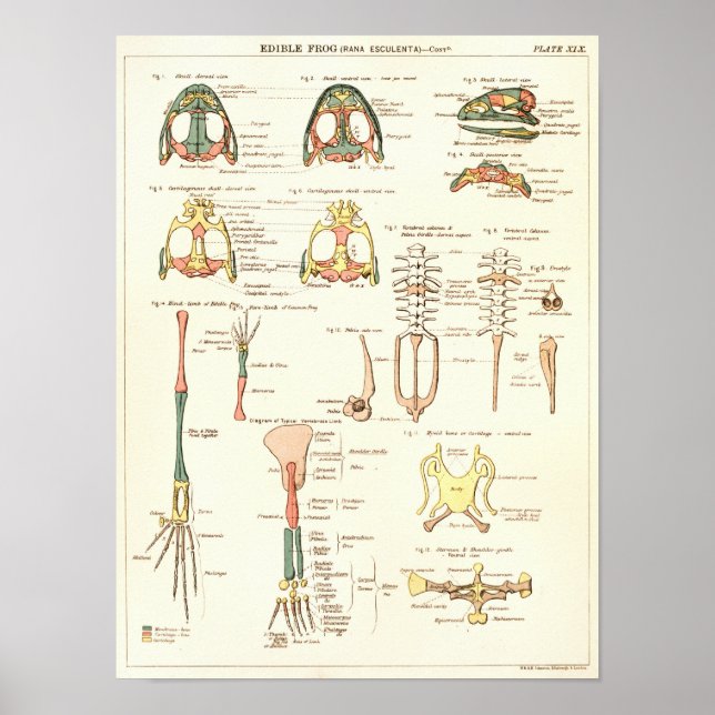 Vintage 1881 Frog Biology Anatomy Print (Front)