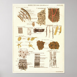 Vintage 1881 Frog Biology Anatomy Print