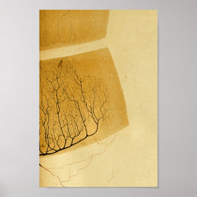 Vintage 1886 Central Nervous System Nerves Poster (Front)