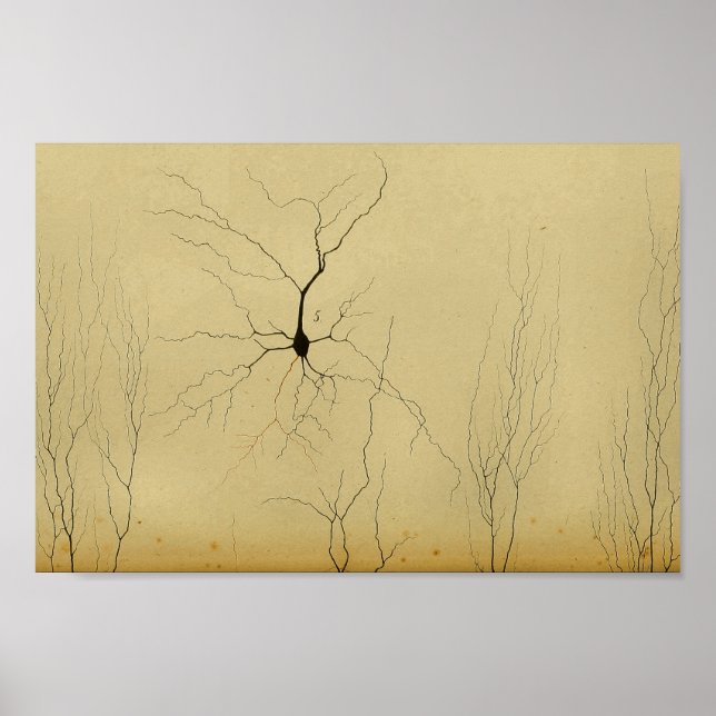 Vintage 1886 Central Nervous System Nerves Poster (Front)