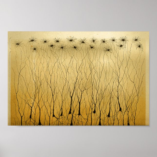 Vintage 1886 Central Nervous System Nerves Poster (Front)