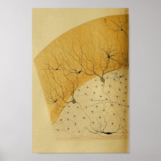 Vintage 1886 Central Nervous System Nerves Poster (Front)