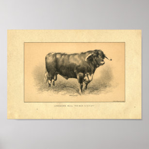 Vintage 1888 Bull Print
