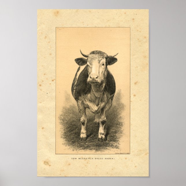 Vintage 1888 Cow Print (Front)