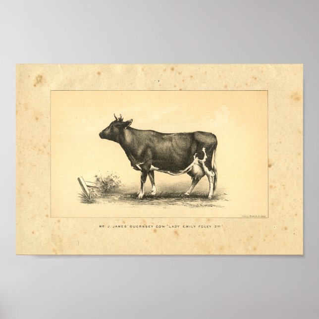 Vintage 1888 Cow Print (Front)
