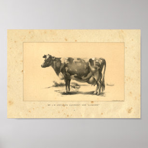 Vintage 1888 Cow Print