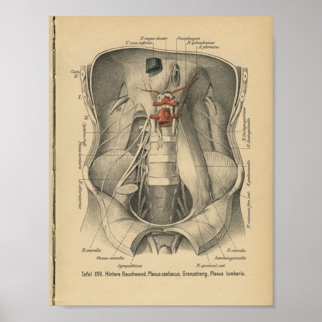 Vintage 1888 German Anatomy Print Abdomen (Front)