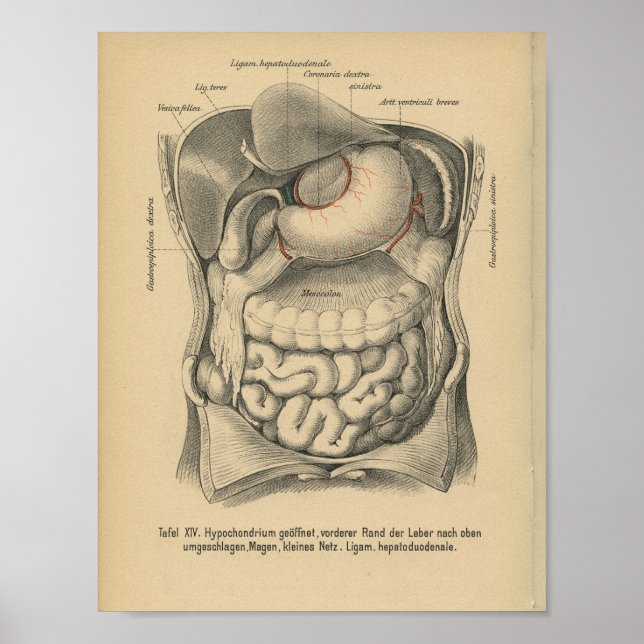 Vintage 1888 German Anatomy Print Abdomen Organs (Front)