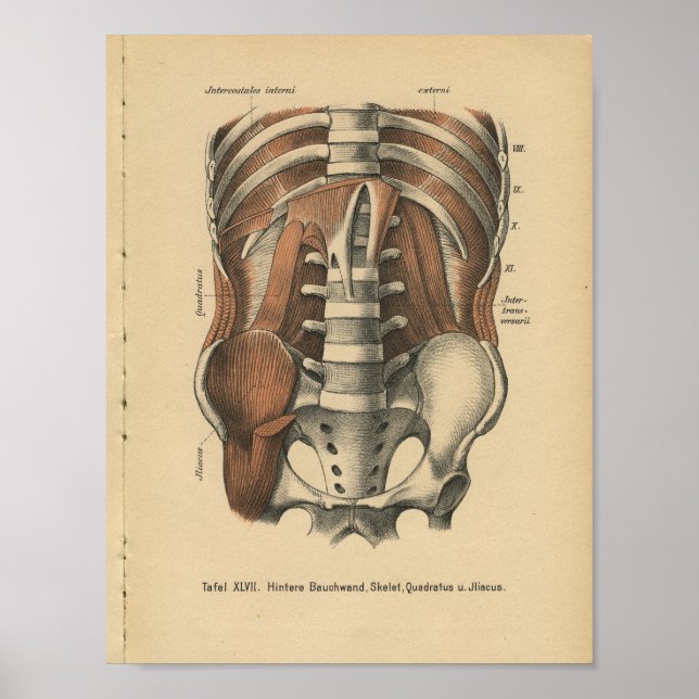 Vintage 1888 German Anatomy Print Abdomen Pelvis (Front)