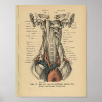 Vintage 1888 German Anatomy Print Aortic Arch