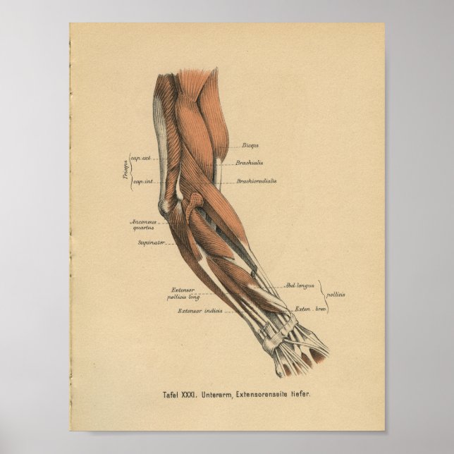 Vintage 1888 German Anatomy Print Arm Muscles (Front)