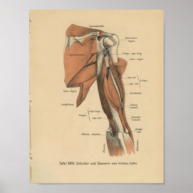 Vintage 1888 German Anatomy Print Arm Muscles (Front)