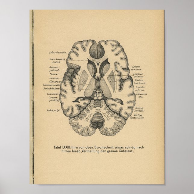 Vintage 1888 German Anatomy Print Brain (Front)