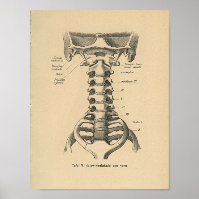 Vintage 1888 German Anatomy Print Cervical Spine (Front)