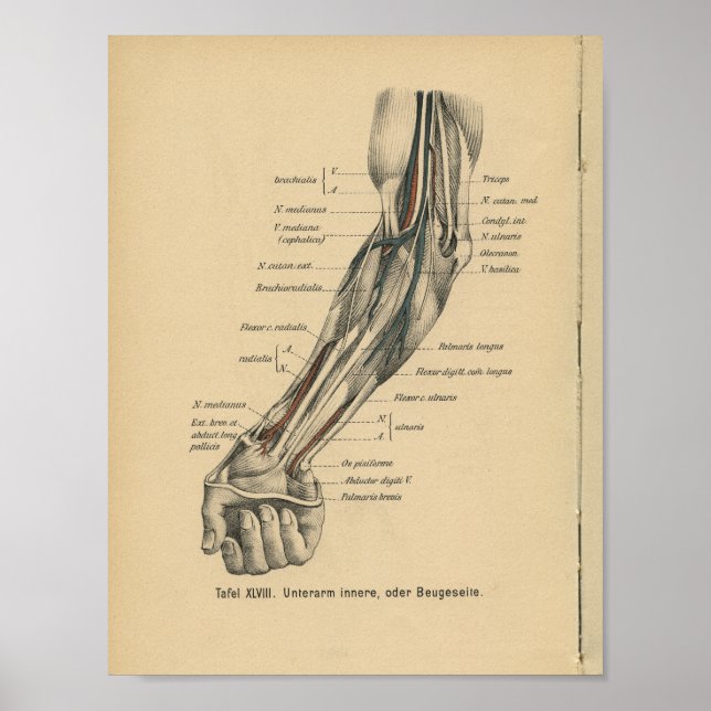 Vintage 1888 German Anatomy Print Elbow Arm (Front)