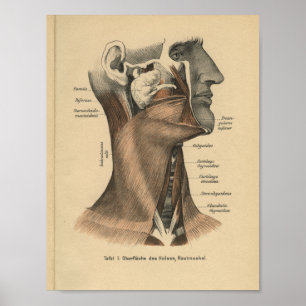 Vintage 1888 German Anatomy Print Face and Neck