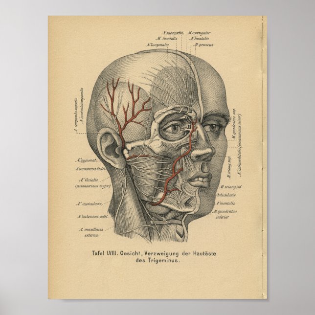 Vintage 1888 German Anatomy Print Facial Nerves (Front)