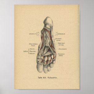 Vintage 1888 German Anatomy Print Foot