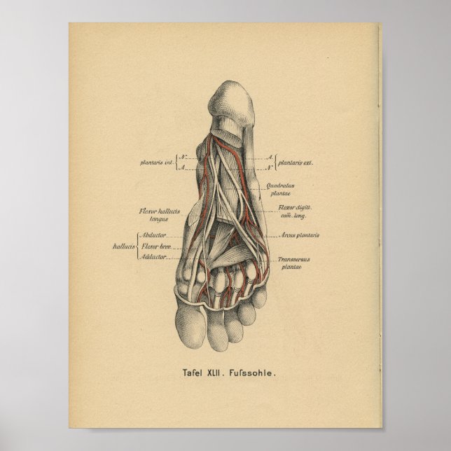 Vintage 1888 German Anatomy Print Foot (Front)
