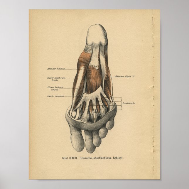 Vintage 1888 German Anatomy Print Foot Toes (Front)