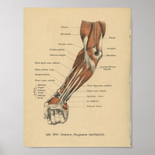 Vintage 1888 German Anatomy Print Forearm