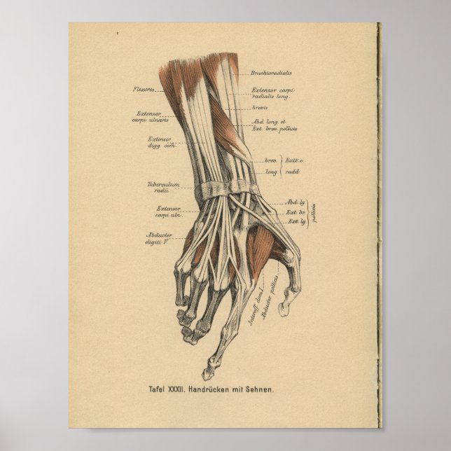 Vintage 1888 German Anatomy Print hand Muscles (Front)