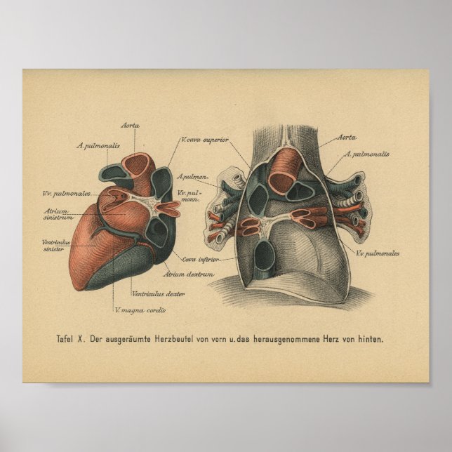 Vintage 1888 German Anatomy Print Heart (Front)