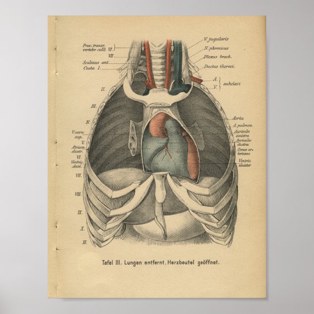 Vintage 1888 German Anatomy Print Heart (Front)