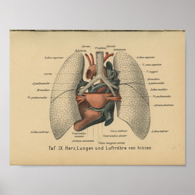Vintage 1888 German Anatomy Print Heart Lungs (Front)