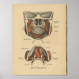 Vintage 1888 German Anatomy Print Jaw