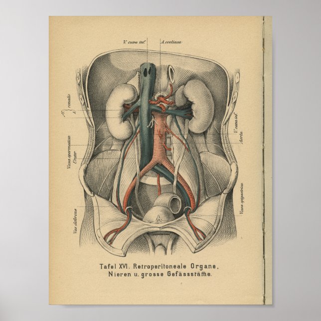 Vintage 1888 German Anatomy Print Kidneys (Front)