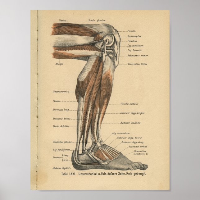 Vintage 1888 German Anatomy Print Leg Foot (Front)
