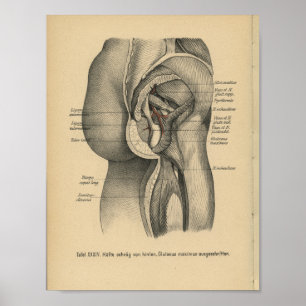 Vintage 1888 German Anatomy Print Leg Hip
