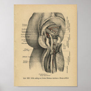 Vintage 1888 German Anatomy Print Leg Hip