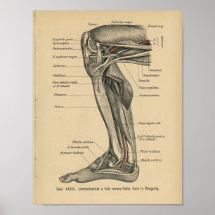 Vintage 1888 German Anatomy Print Leg Knee