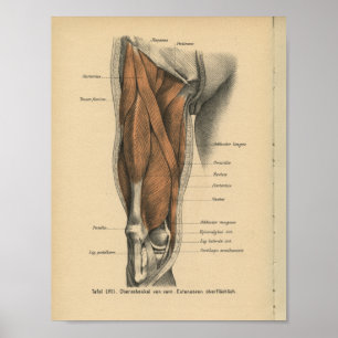 Vintage 1888 German Anatomy Print Leg Muscles