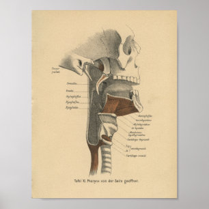 Vintage 1888 German Anatomy Print Neck