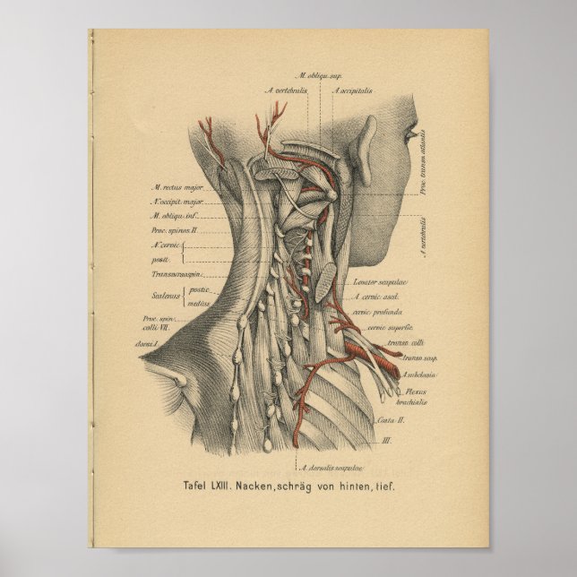 Vintage 1888 German Anatomy Print Neck Muscles (Front)