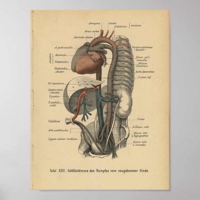 Vintage 1888 German Anatomy Print Organs (Front)