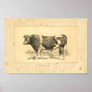 Vintage 1888 Guernsey Bull Print