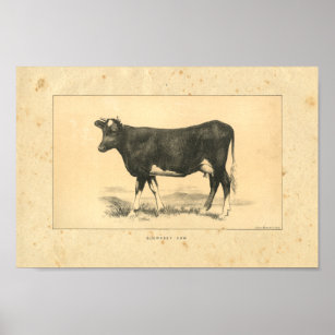 Vintage 1888 Guernsey Cow Print