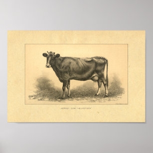 Vintage 1888 Jersey Cow Print