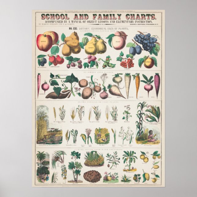 Vintage 1890 School Botanical Education Chart (Front)