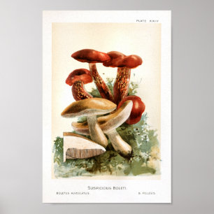 Vintage 1895 Mushrooms Brown Red Art Print