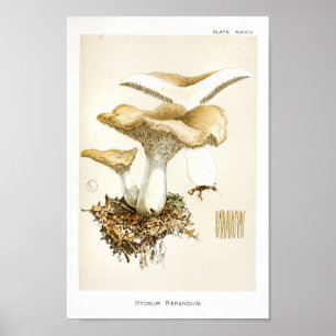 Vintage 1895 Mushrooms Brown White Art Print