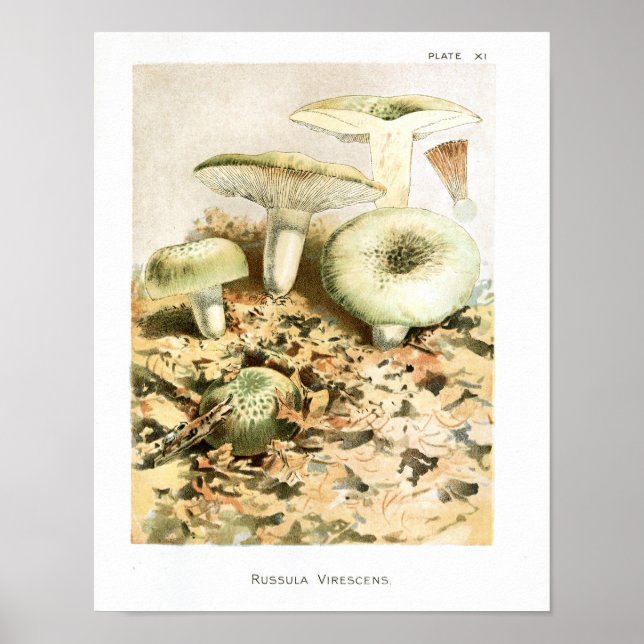 Vintage 1895 Mushrooms Russula Brown Art Print (Front)