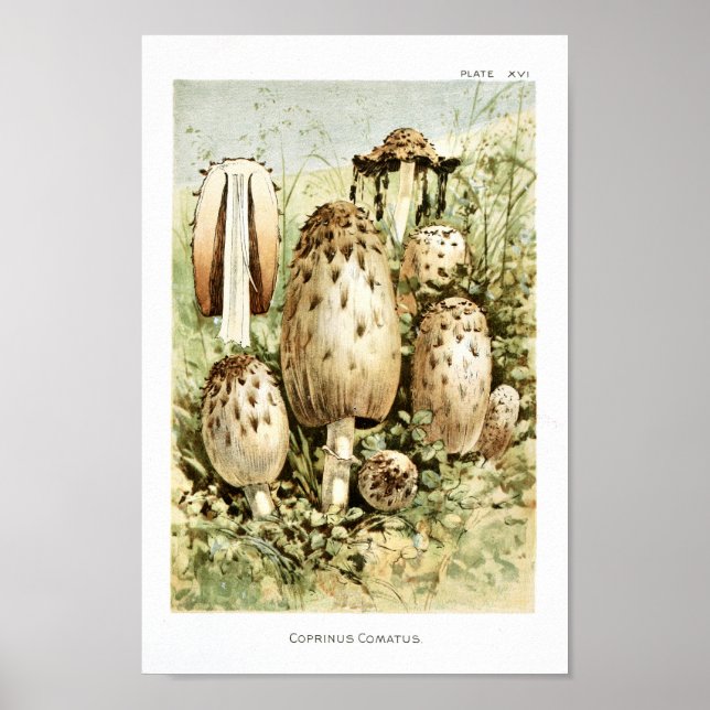 Vintage 1895 Mushrooms White Brown Art Print (Front)